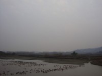 蛋鴨養(yǎng)殖基地
