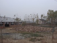 蛋鴨養(yǎng)殖基地