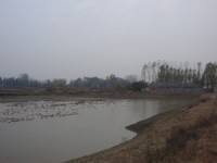 蛋鴨養(yǎng)殖基地